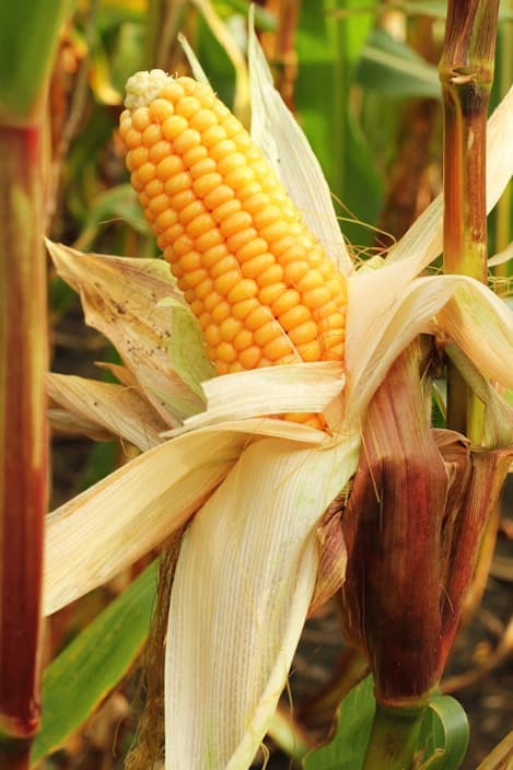 Yellow Maize trading